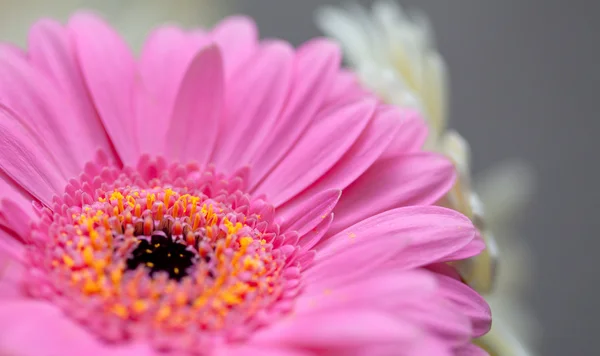 Gerbera rosa e vermelha, margarida africana, Gerbera jamesonii — Fotografia de Stock