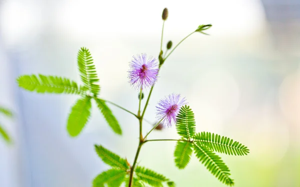 Violeta Mimosa pudica, pequeña planta sensible —  Fotos de Stock