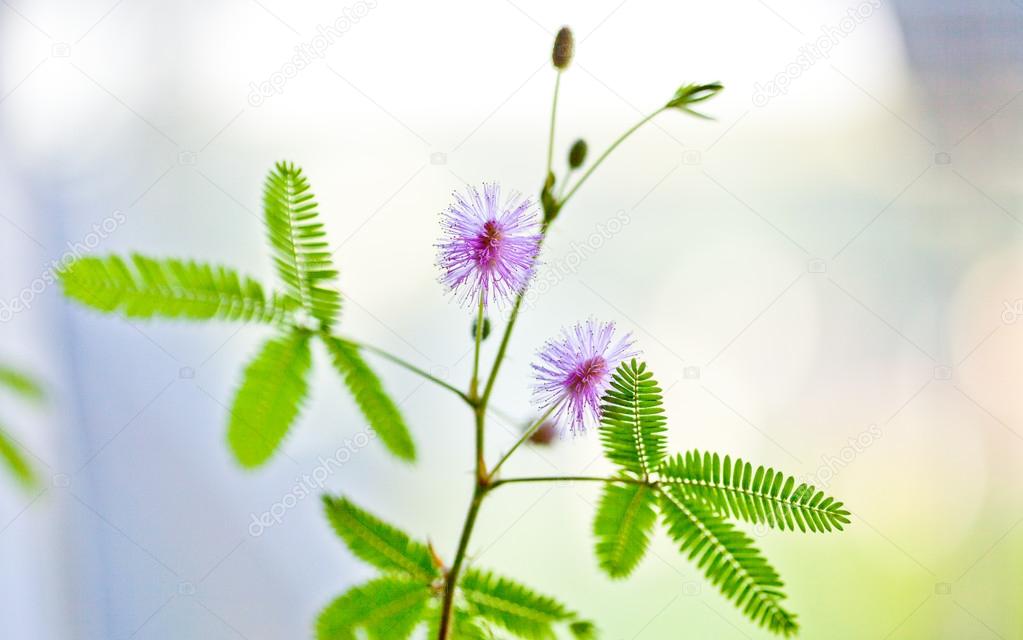 Violet Mimosa pudica, small sensitive plant