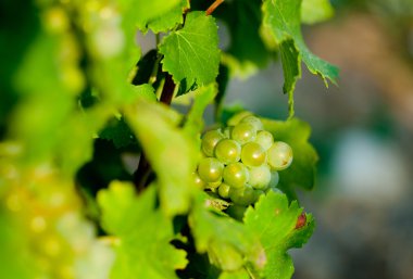 Yeşil üzüm şarap köpekler için