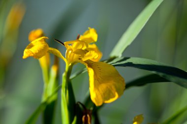 Sarı iris psödacorus, suyun yanında.