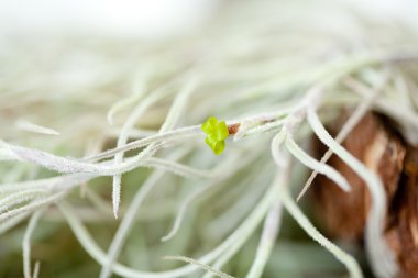 Tillansia