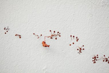 Uneatable üzüm asma dalı ile duvara yapraklar