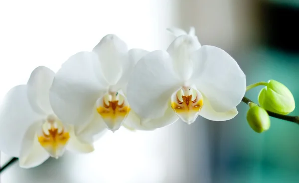 Orquídea branca sobre fundo branco e azul — Fotografia de Stock