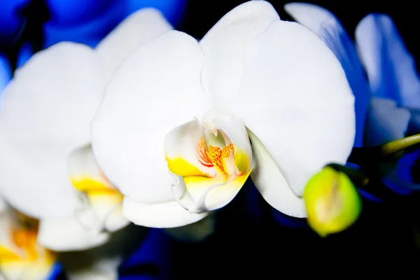 Orquídea branca sobre fundo branco e azul — Fotografia de Stock