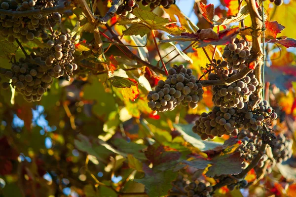 Uvas negras para vino sobre cañas —  Fotos de Stock