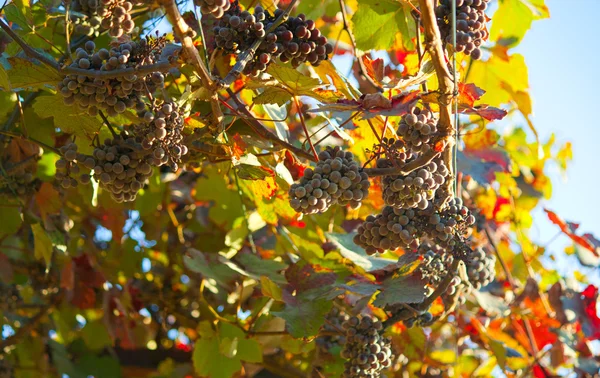 Uvas negras para vino sobre cañas — Foto de Stock