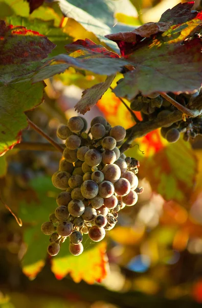 Uve scure per vino su canne — Foto Stock