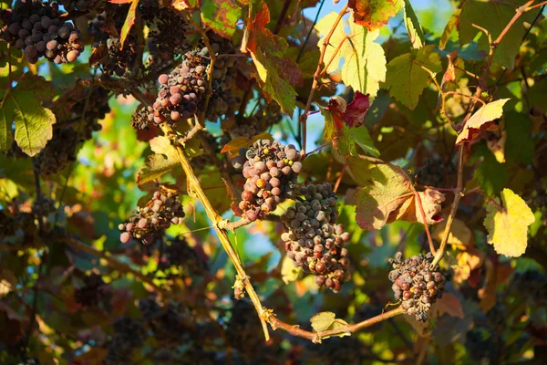 Dark grapes for wine on canes