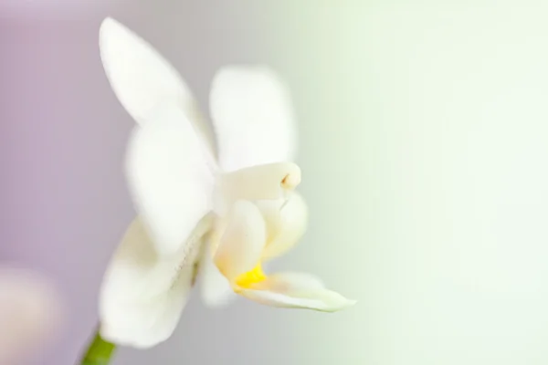 Orchidea bianca su sfondo bianco e blu — Foto Stock