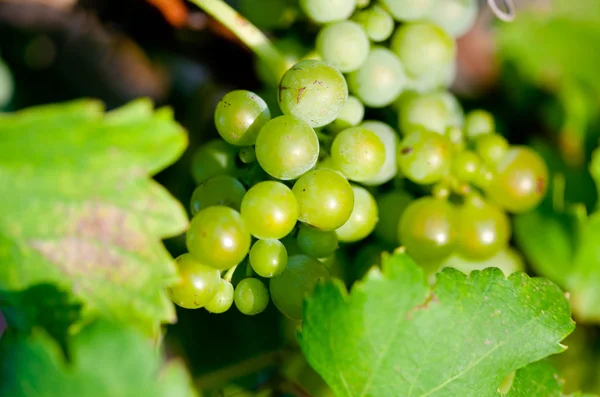 Uvas verdes para vino sobre cañas —  Fotos de Stock