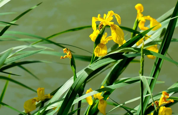 Yellow iris pseudacorus near water — Stock Photo, Image