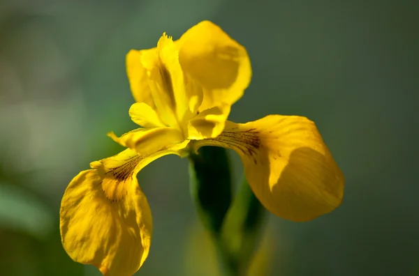 Yellow iris pseudacorus near water — Stock Photo, Image