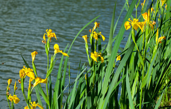 Yellow iris pseudacorus near water