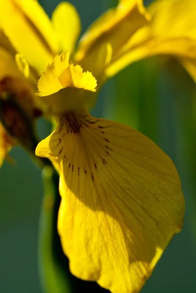 Yellow iris pseudacorus near water — Stock Photo, Image