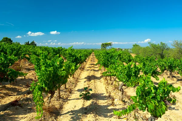 Raisins foncés pour le vin sur cannes — Photo