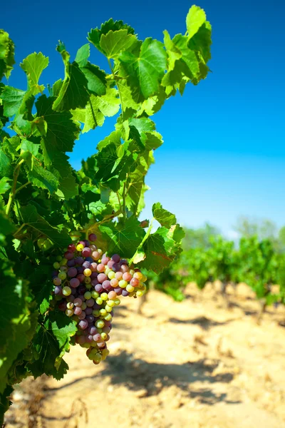 Donkere druiven voor wijn op stokken — Stockfoto