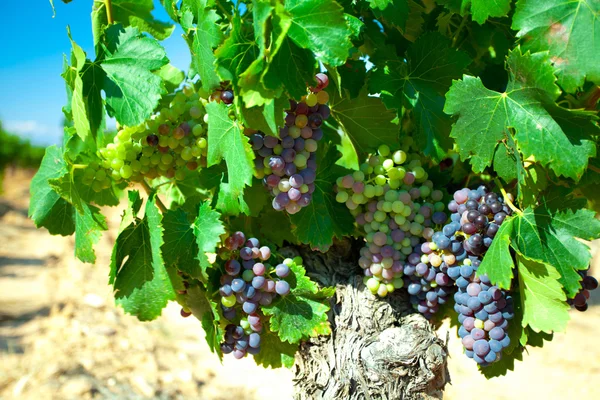 Uvas negras para vino sobre cañas —  Fotos de Stock