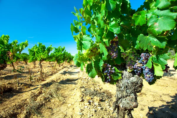 Uvas negras para vino sobre cañas —  Fotos de Stock