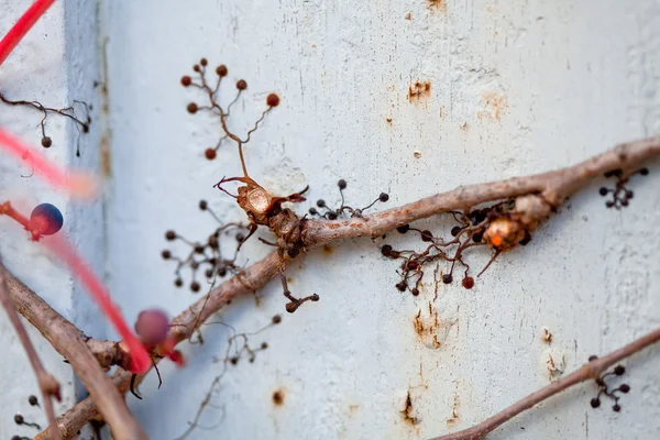 Rama de vid de uva inmejorable con hojas en la pared —  Fotos de Stock