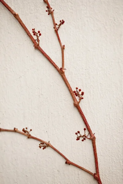 墙上有叶子的不适宜葡萄藤枝 — 图库照片