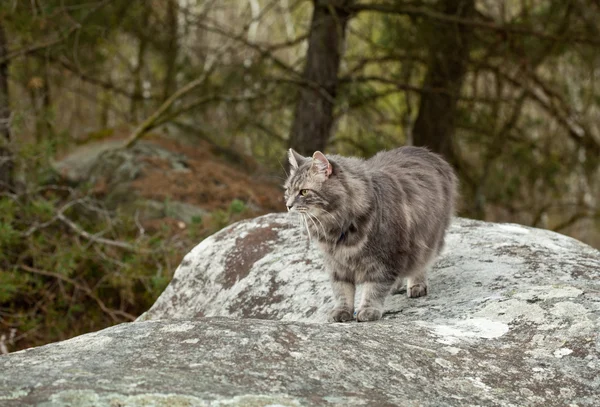 Gato siberiano gris en el bosque en piedra grande —  Fotos de Stock