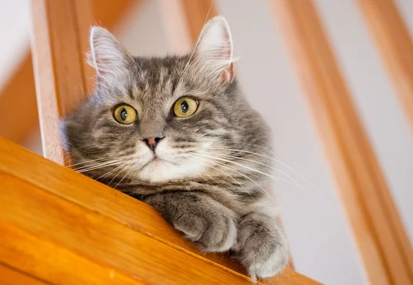 Graue sibirische Katze kontrolliert Haus von Treppe aus — Stockfoto