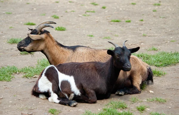 Małe dziecko Koza, goatling na zielonej trawie — Zdjęcie stockowe