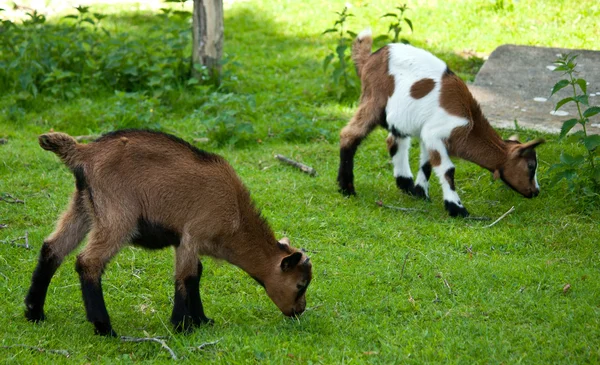 Małe dziecko Koza, goatling na zielonej trawie — Zdjęcie stockowe