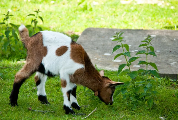 Маленький козленок, козленок на зеленой траве — стоковое фото