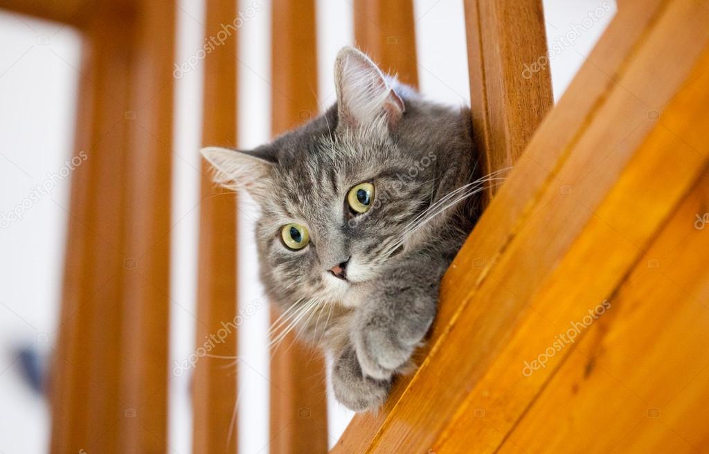 Gray siberian cat control home from stairs