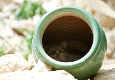 Manul pallas kedi uyku cam vazo içinde sunulan