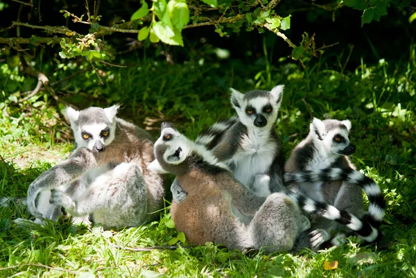 Groupe de lémuriens relaxants sur herbe — Photo