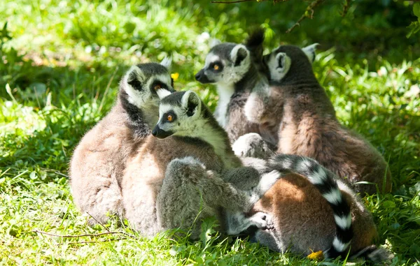 Group of relaxing lemus on grass — Stock Photo, Image