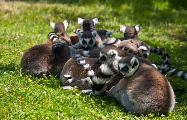 Group of relaxing lemus on grass — Stock Photo, Image