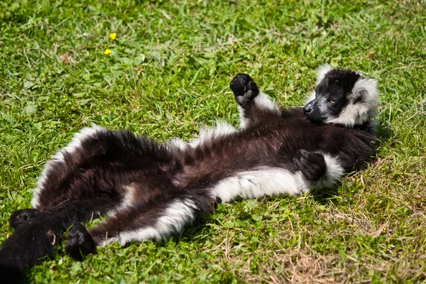 Group of relaxing lemus on grass — Stock Photo, Image