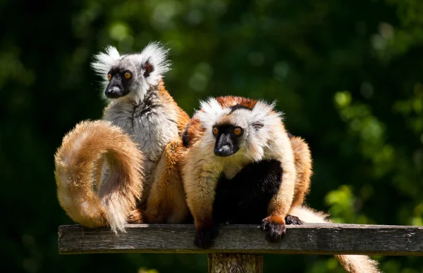 Groupe de lémuriens relaxants sur herbe — Photo