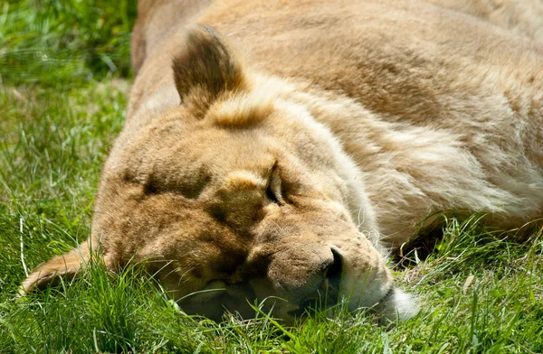 León dormido mentiroso — Foto de Stock