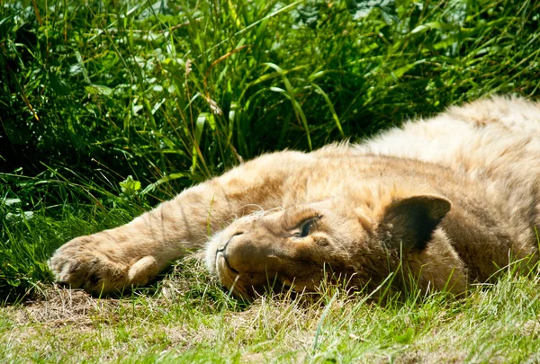 León dormido mentiroso — Foto de Stock