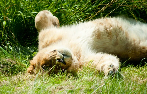 Liegender schlafender Löwe — Stockfoto