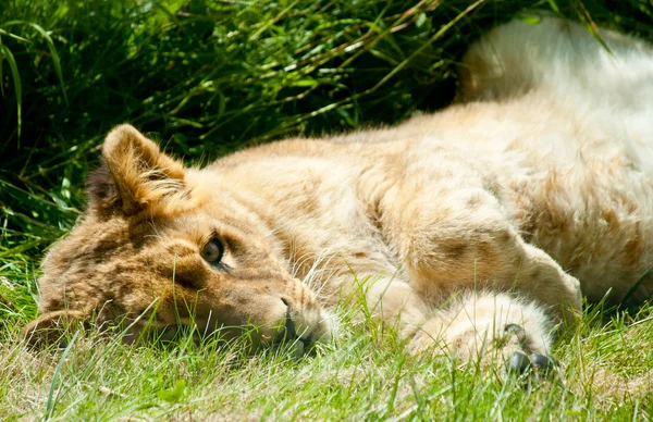 Liegender schlafender Löwe — Stockfoto
