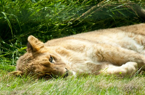 Lying sleeping lion — Stock Photo, Image