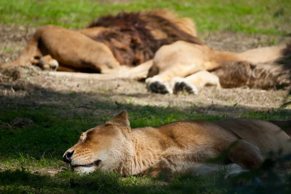 León dormido mentiroso —  Fotos de Stock