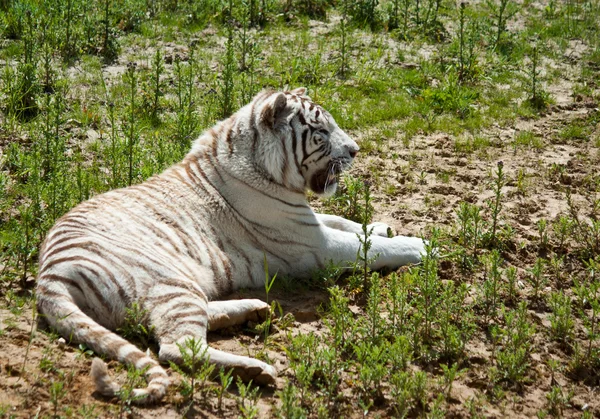 Weißer Tiger auf grünem Gras — Stockfoto