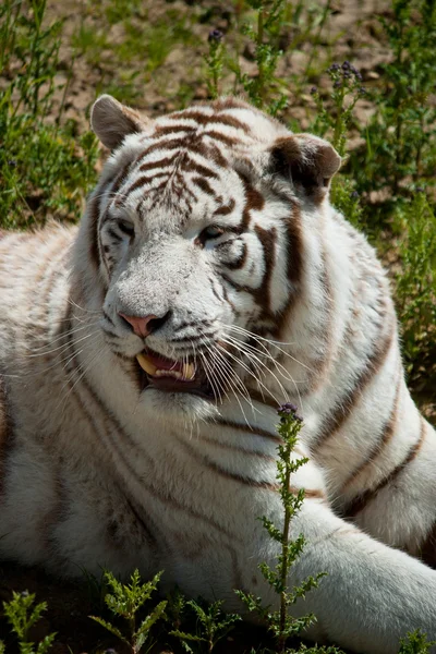 Weißer Tiger auf grünem Gras — Stockfoto