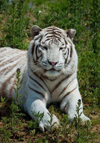 Weißer Tiger auf grünem Gras — Stockfoto