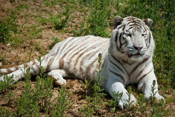 Tigre blanco sobre hierba verde —  Fotos de Stock