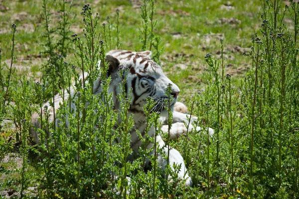 Tigre blanco sobre hierba verde — Foto de Stock