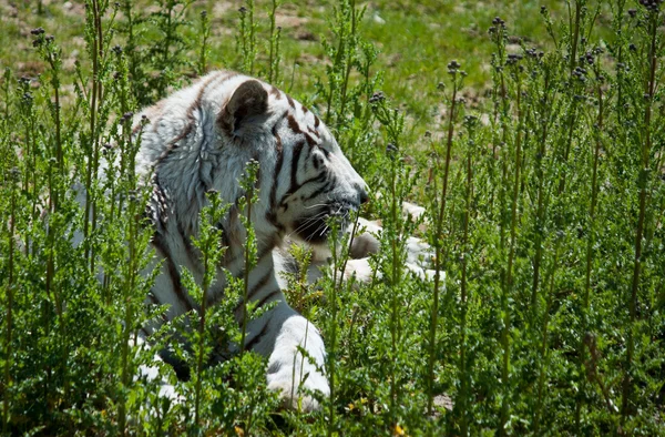 Tigre branco na grama verde — Fotografia de Stock