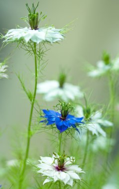 Nigella damascena, yabani rezene